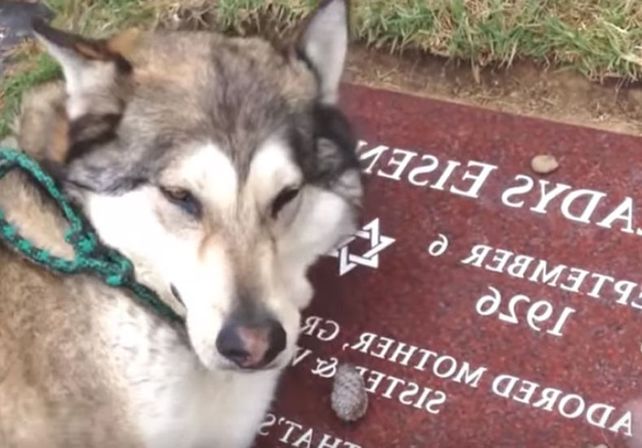 Este perro es un fiel amigo hasta en las últimas.  Foto: Captura de video.