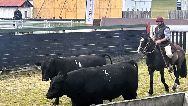 La raza Angus se expande en Chile