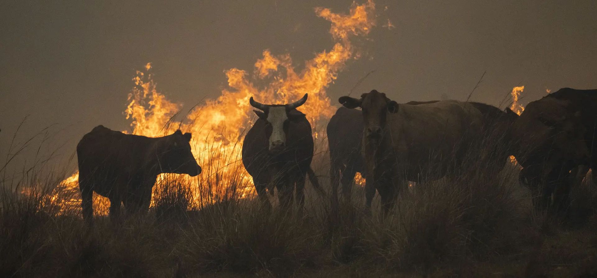 Un grupo de vacas se reúnen para huir del área mientras los incendios continúan devastando la provincia de Corrientes. Hasta el momento se han quemado más de medio millón de hectáreas.