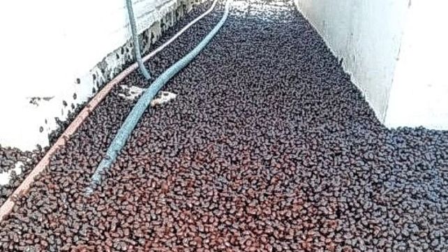 Los cascarudos invadieron la localidad de La Pampa porque se habían demorado las lluvias