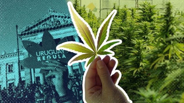 Uruguay cumplió una década de legalización de la marihuana