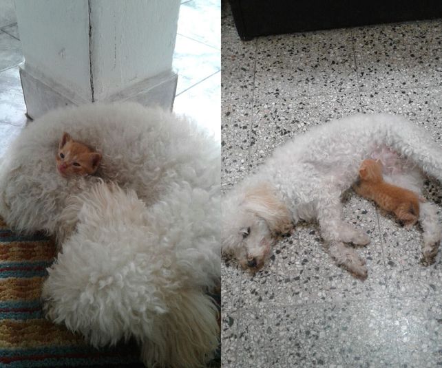 Eleno dormía y tomaba la teta de Camila.&nbsp;