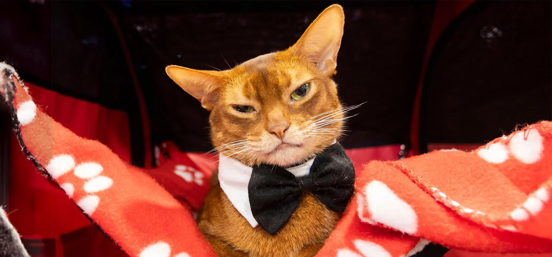 Ontario, Canadá. Un gato es visto durante la Canadian Pet Expo 2023 en Mississauga. Fotografía: Xinhua/Shutterstock Ontario, Canadá. Un gato es visto durante la Canadian Pet Expo 2023 en Mississauga. Fotografía: Xinhua/Shutterstock