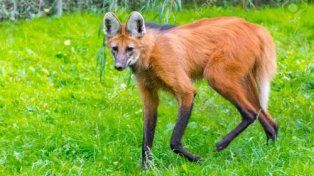 Siete animales serán declarados monumentos naturales