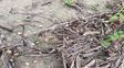 Por magros rendimientos de la soja tardía muchos productores de Santa Fe optan por no cosechar