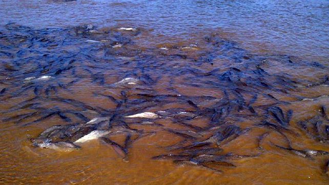Cardumen de surubies. Foto elentrerios.com.&nbsp; 