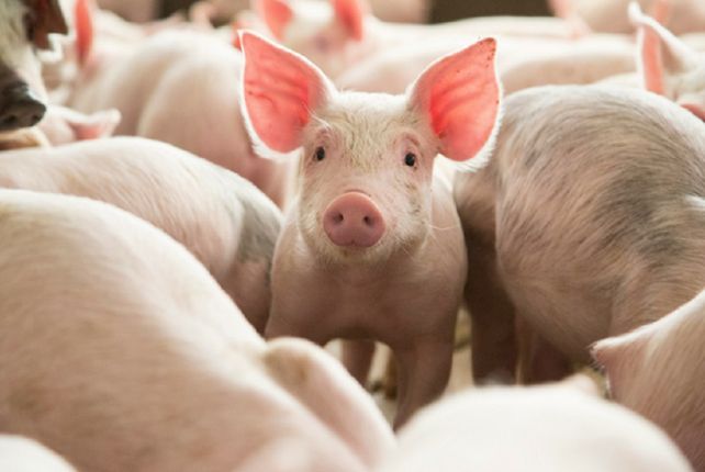Fotografía extraída de la página de la Asociacion de Productores de Cerdo