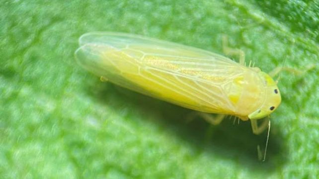 Plaga. La ola polar ayudó a disminuir la población de chicharrita.