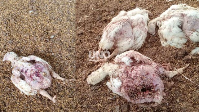 Tres perros ingresaron a un criadero de pollos en Recreo