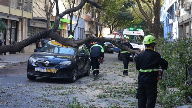 El taxi destruido por la caída de un árbol. Fue este miércoles en Zeballos al 1300