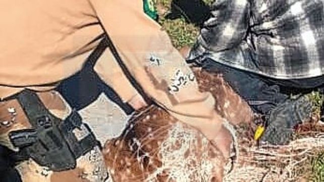 Rescataron a un ciervo que apareció en una planta fabril