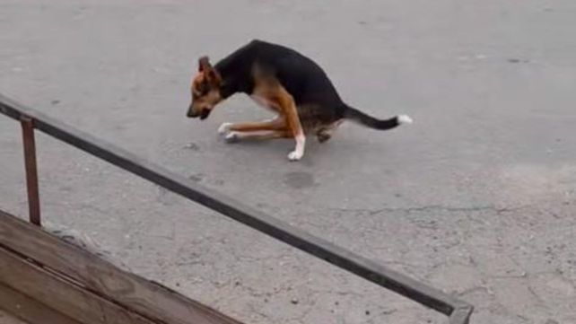 La perra necesita un carro para poder caminar mejor ya que tiene parálisis en sus patas traseras.
