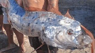 Un pez remo de más de 4 metros apareció muerto en Indonesia y reavivó el mito del fin del mundo