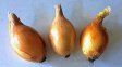El nuevo tipo de cebolla es alargada y marrón suave y se llama Alcira Inta