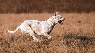La nena fue atacada por un dogo cuando jugaba con sus familiares en Concordia.