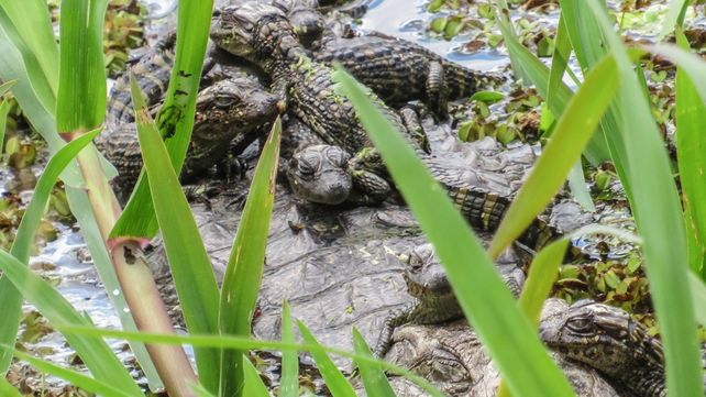 Nacieron crías de yacaré overo en la Reserva Ecológica de la UNL