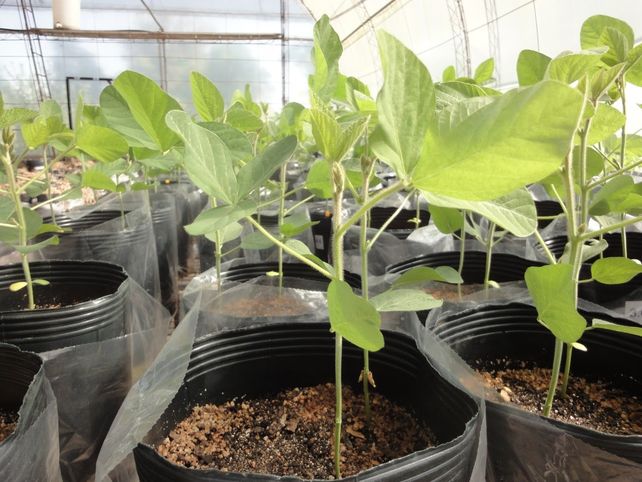 De la mano del Inta, evalúan nueva tecnología de biofertilización