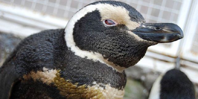 Aparecieron 20 ping&uuml;inos empetrolados en la Pen&iacute;nsula Vald&eacute;s