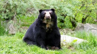 Premiaron a una bióloga boliviana por la preservación del oso andino