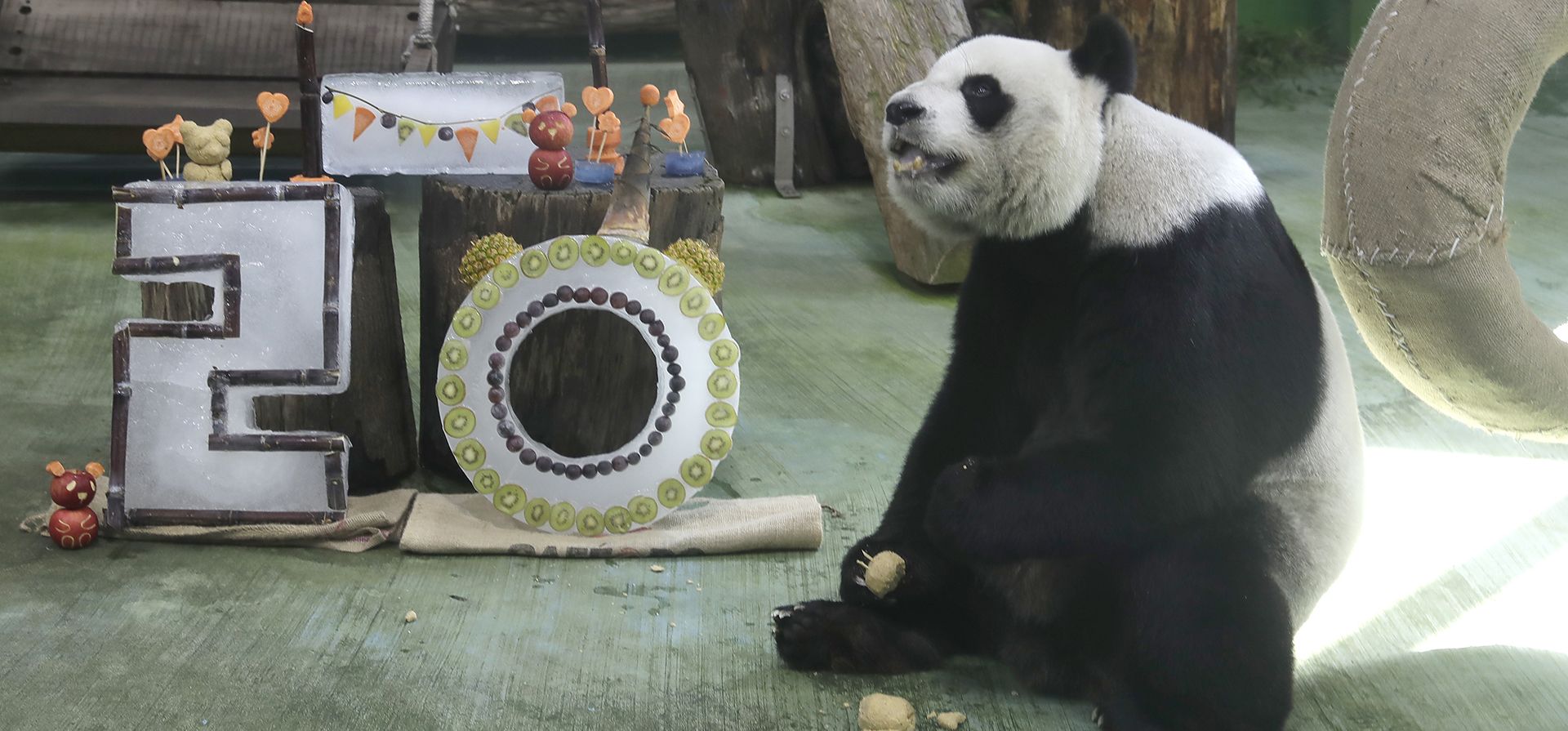 La panda Yuanyuan come su pastel para celebrar su 20º cumpleaños en el zoológico de Taipéi, en Taipéi, Taiwán, el viernes 30 de agosto de 2024. (AP Foto/Chiang Ying-ying) La panda Yuanyuan come su pastel para celebrar su 20º cumpleaños en el zoológico de Taipéi, en Taipéi, Taiwán, el viernes 30 de agosto de 2024. (AP Foto/Chiang Ying-ying)