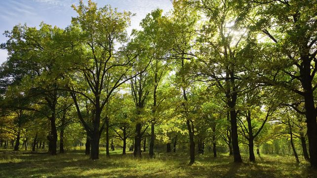 Casi 30 ciudades entrerrianas integran la Red Argentina de Municipios frente al Cambio Climático.&nbsp;
