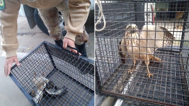 El ejemplar de taguató apareció en San Benito. Se activó el procedimiento que le permitirá al ave recibir asistencia hasta su total recuperación