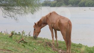 Alertan a productores ante la crecida que se espera del río Paraná