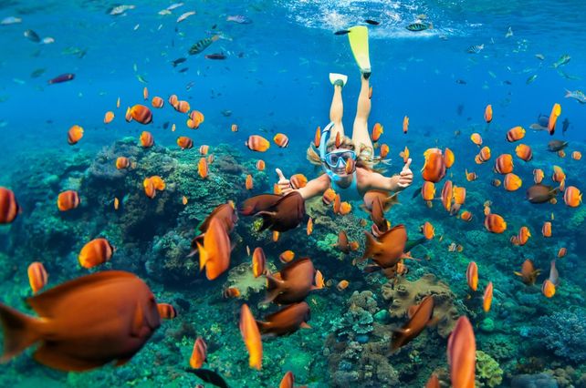 Hacer snorkel en la isla de Bonaire permite ver las distintas especies acuáticas.&nbsp;