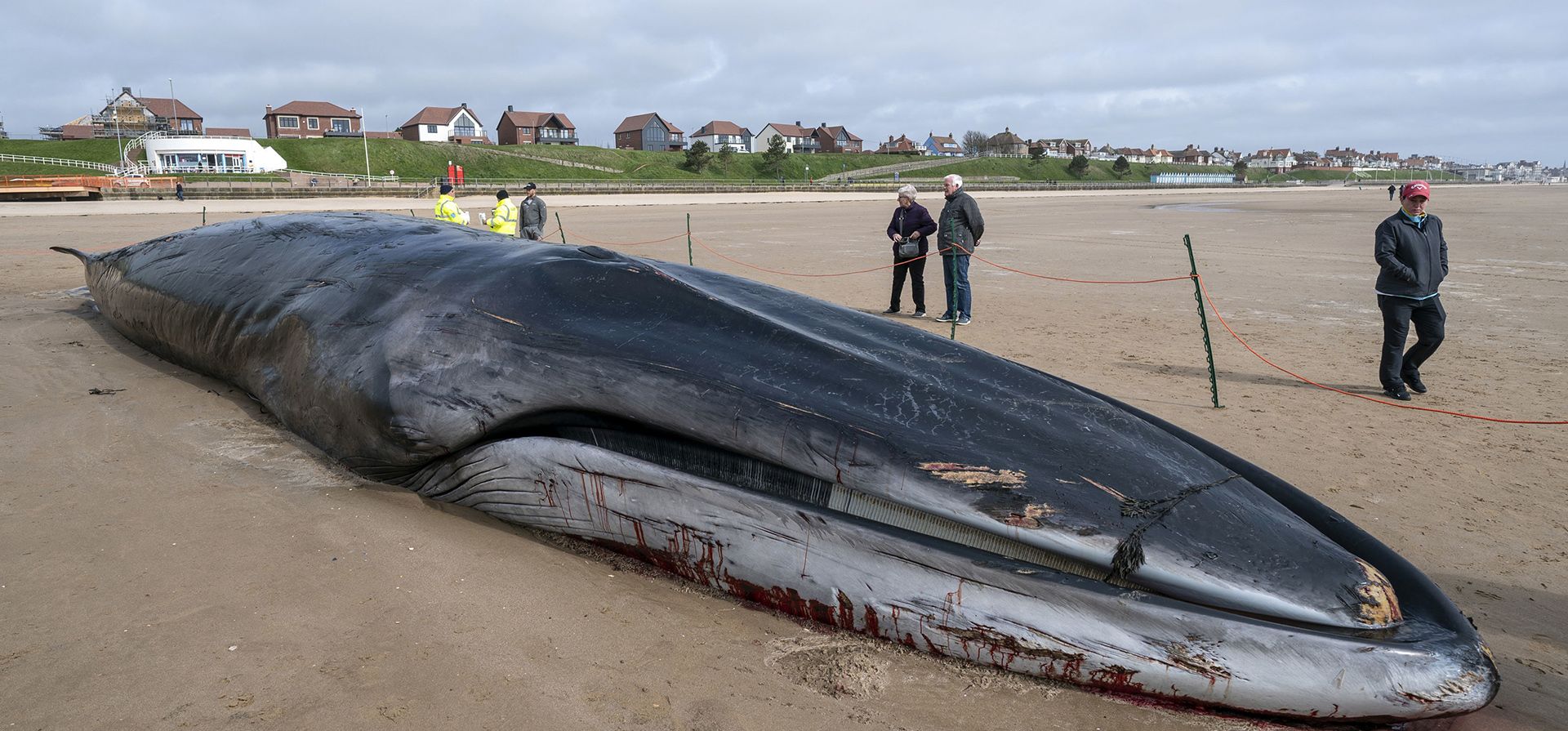 La gente se para junto al cadáver de un rorcual común (Balaenoptera physalus) de 17 mts, acostado en la playa de Bridlington, en East Yorkshire, Inglaterra, el jueves 4 de mayo de 2023. El rorcual de 30 toneladas fue visto teniendo dificultades en el mar a principios de este semana y murió el martes. (Danny Lawson/PA vía AP)