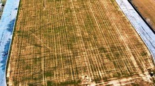 Preocupación por el campo del Mario Alberto Kempes