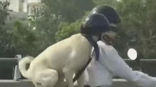 Un perro motoquero que se protege la cabeza con un casco es un éxito en Youtube