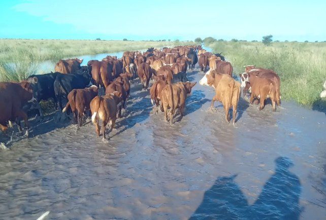 Las inundaciones dificultan el traslado de la hacienda.