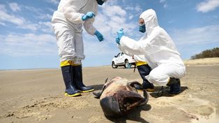 Un equipo especializado recogiendo muestras de un delfín muerto en Brasil.&nbsp;