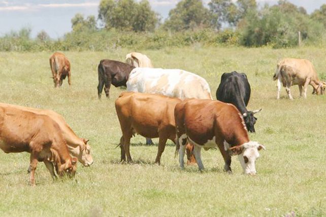 Increíble: los gases de 90 vacas hacen explotar una granja