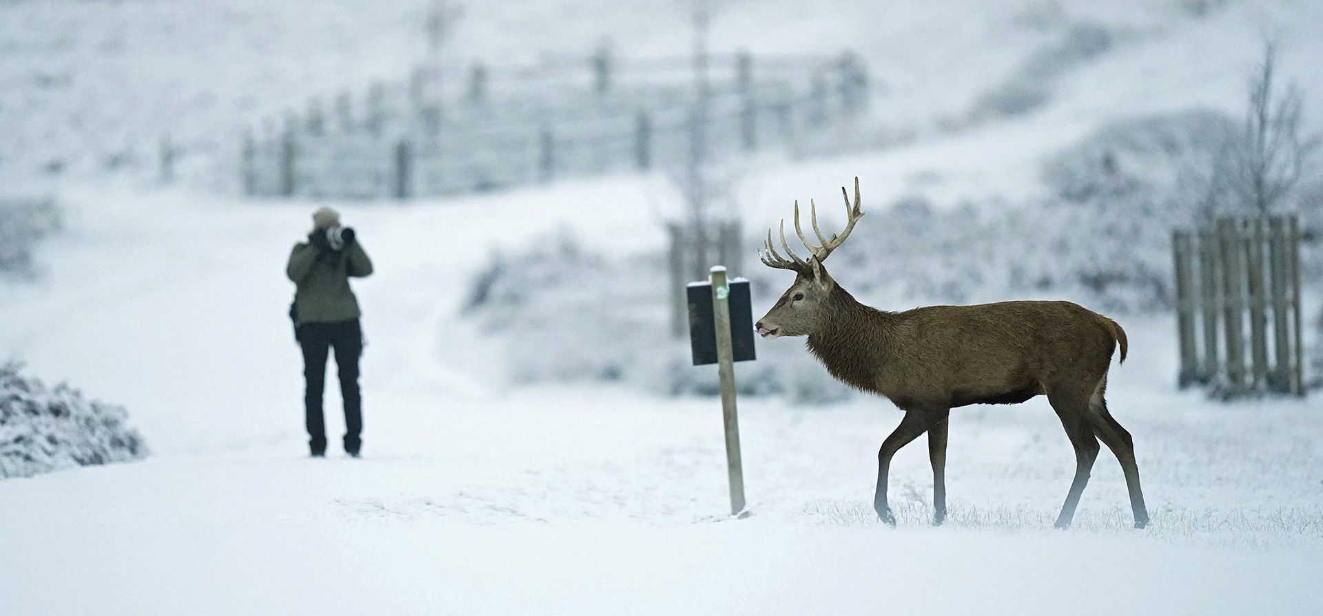 Un ciervo macho camina a través de la nieve en Richmond Park, en el suroeste de Londres, el lunes 12 de diciembre de 2022. (James Manning/PA vía AP)