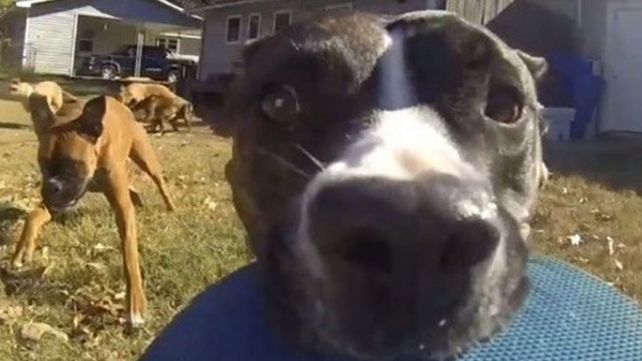 El perro que es furor en las redes