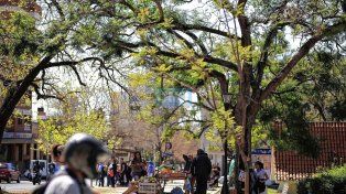 El arbolado urbano en Paraná, afectado por la sequía