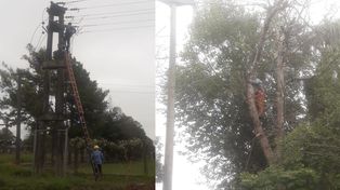 Podaba un árbol y dejó a toda la ciudad sin luz