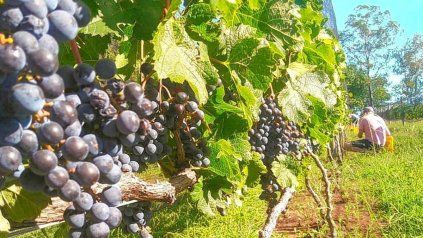 Entre Ríos realiza el Censo y Encuesta Provincial a productores vitivinícolas. El operativo se emprende con el apoyo del gobierno entrerriano y el CFI