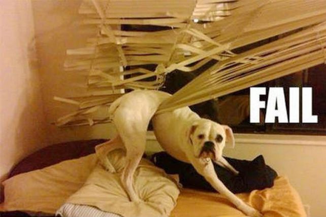 Las 10 cosas favoritas que a los perritos les gusta mucho destruir