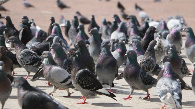 Crece la alarma por la superpoblación de palomas en zonas rurales: impulsan un programa provincial para controlar su expansión