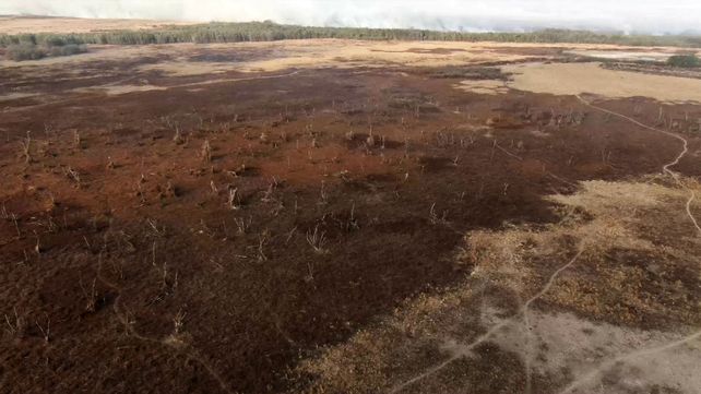Más de 400 mil hectáreas fueron destruidas por los incendios en las islas.