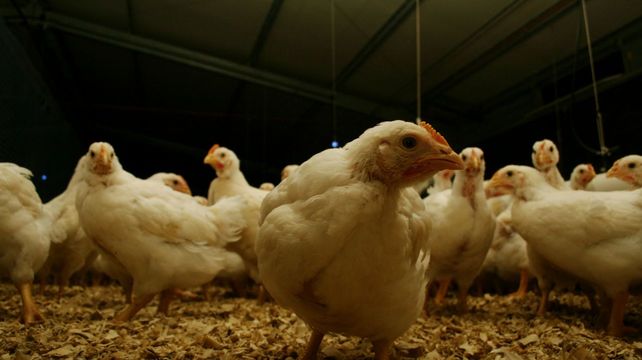 El Senasa retomará las negociaciones para el comercio de mercancías aviares con los distintos socios con los que mantenía acuerdo bajo la condición de país libre.