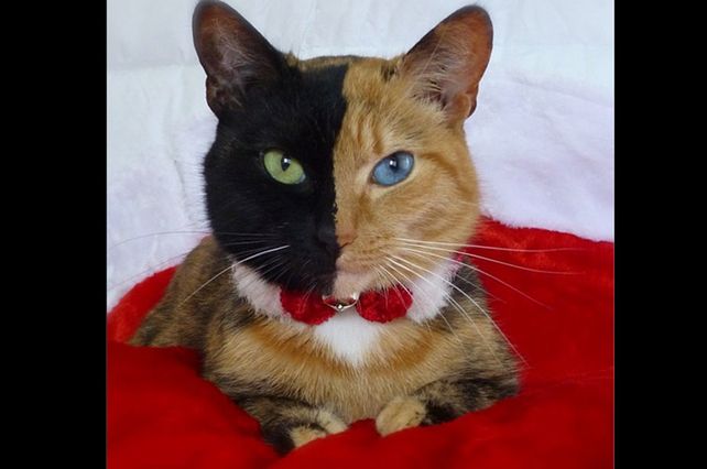 Venus, la gata de dos caras