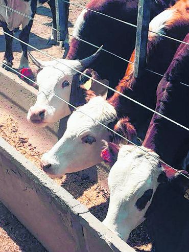 Los feedlots tienen un stock récord, pero cae la salida de hacienda