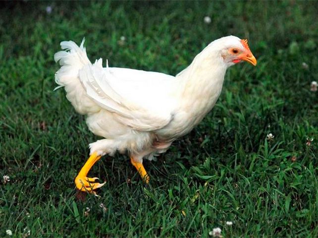 Una gallina también con una pata impresa en 3D
