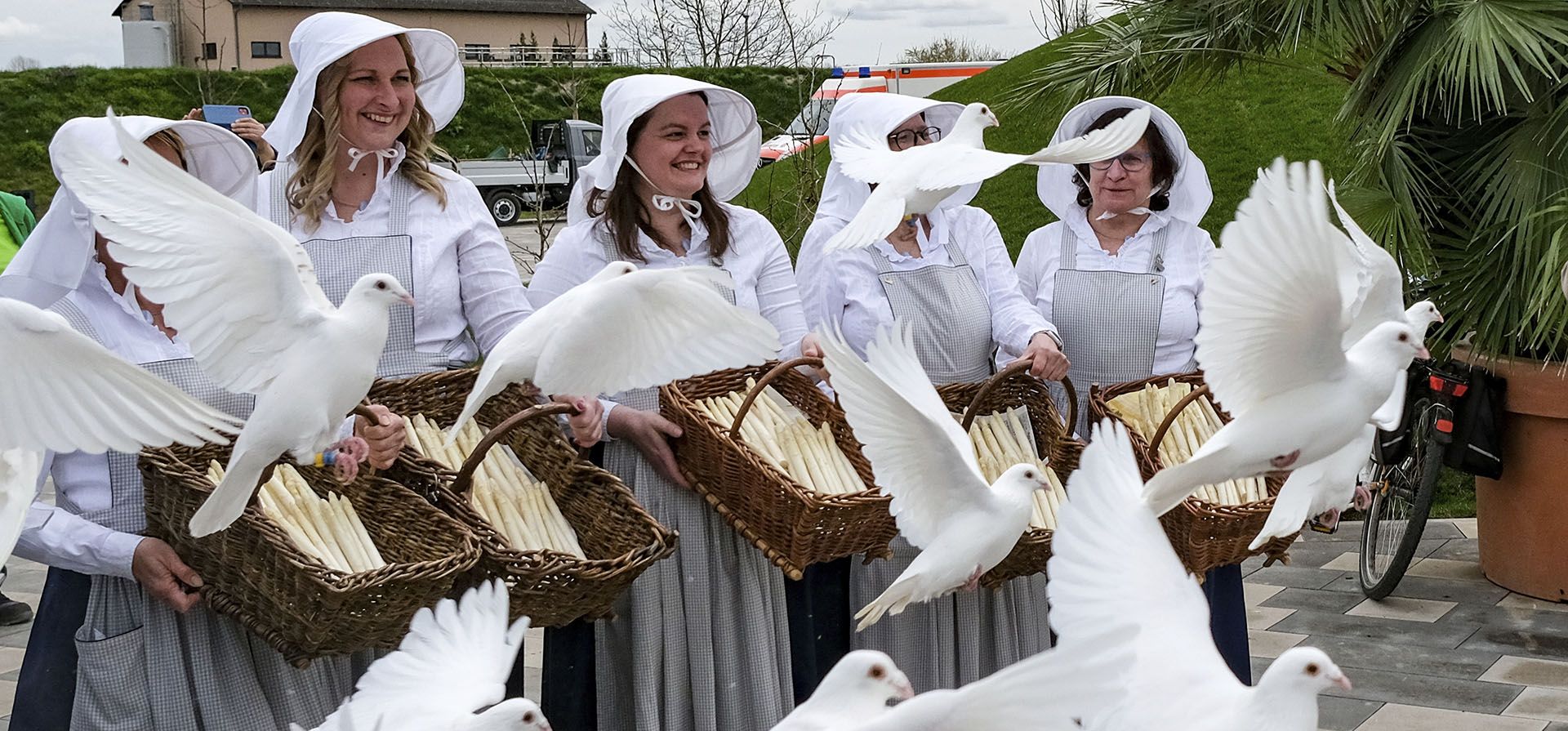 Palomas blancas vuelan junto a las esparragueras de Beelitz en la inauguración del Brandenburg State Garden Show (Laga) en Beelitz, Alemania, el jueves 14 de abril de 2022.