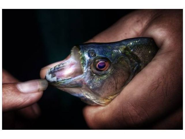 Las imágenes del ataque de palometas en Rosario dieron la vuelta al mundo