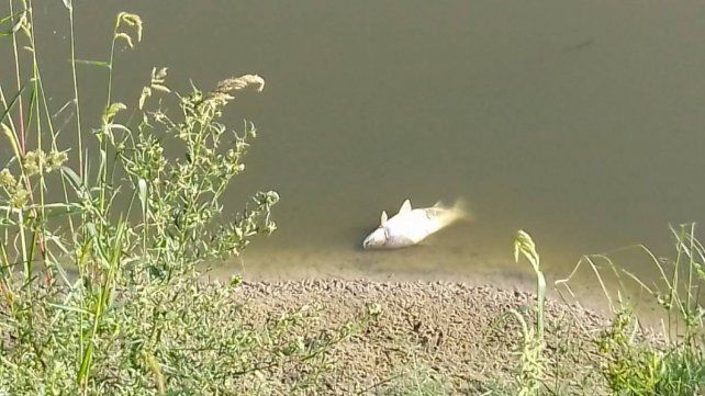 Aparecieron peces muertos en un área natural protegida