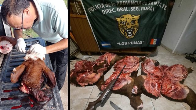 Los cuatreros se llevaban el novillo ya carneado en paquetes. Dejaron un rastro de sangre y Los Pumas los atraparon